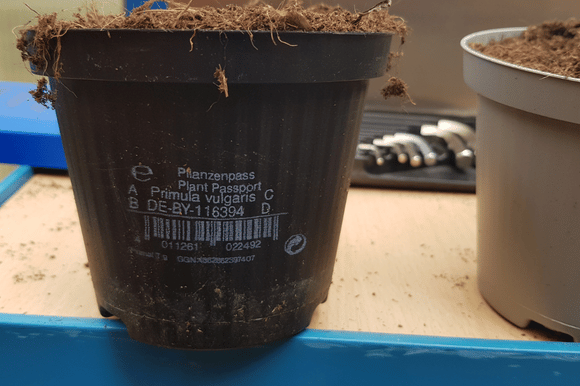 Paszport roślin nadruk na czarnych doniczkach