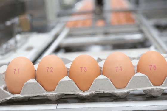 Jajka na wytłaczance oznaczone kolejnymi numerami 71, 72, 73, 74 i 75 na linii produkcyjnej